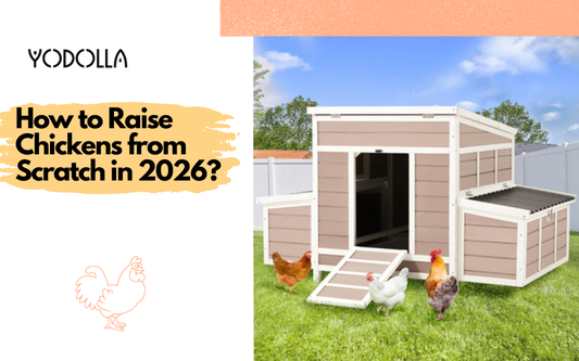 How to Raise Chickens from Scratch in 2026？
